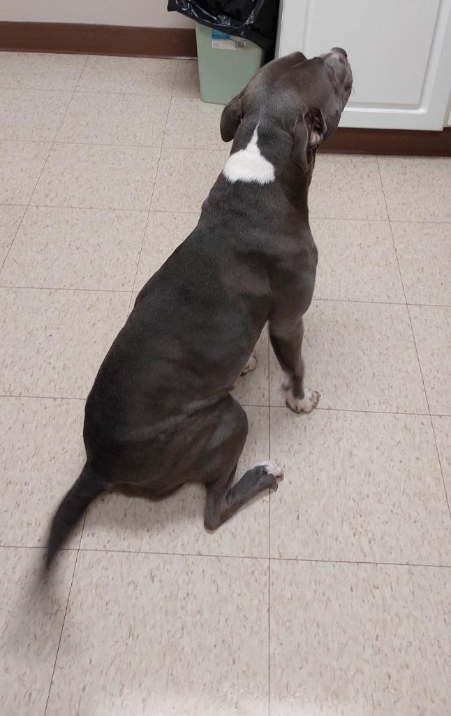 Taffy, a Adoptable mixed breed in Mocksville, NC image 3/5