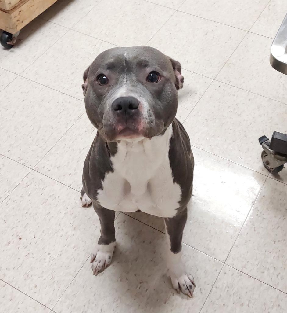 Taffy, a Adoptable mixed breed in Mocksville, NC image 4/5