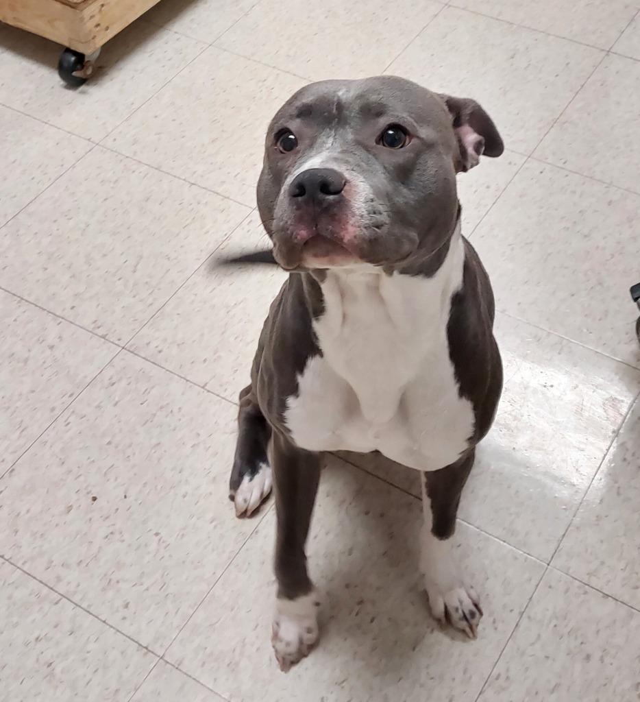 Taffy, a Adoptable mixed breed in Mocksville, NC image 5/5