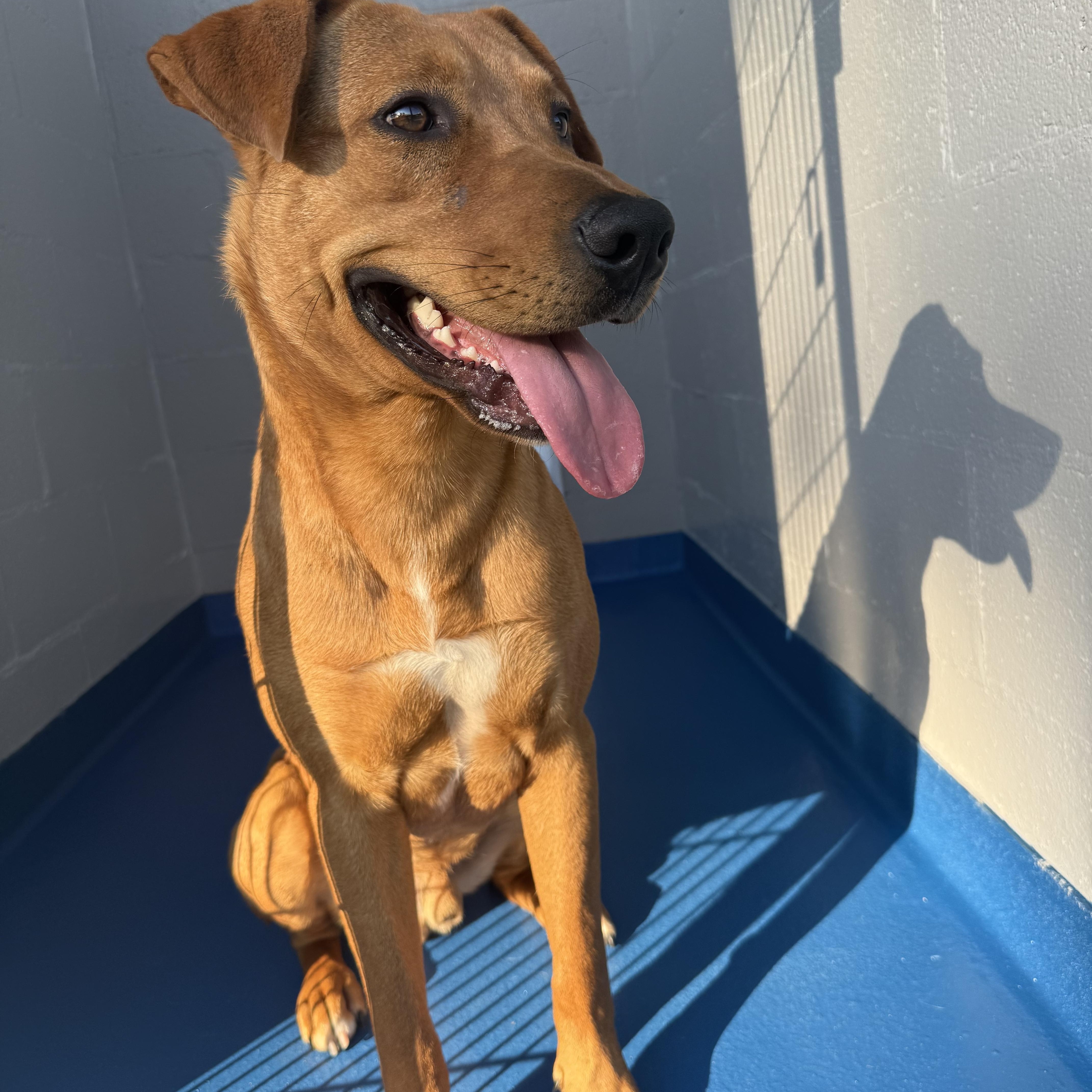 Sting, a Adoptable mixed breed in Lancaster, SC image 3/5