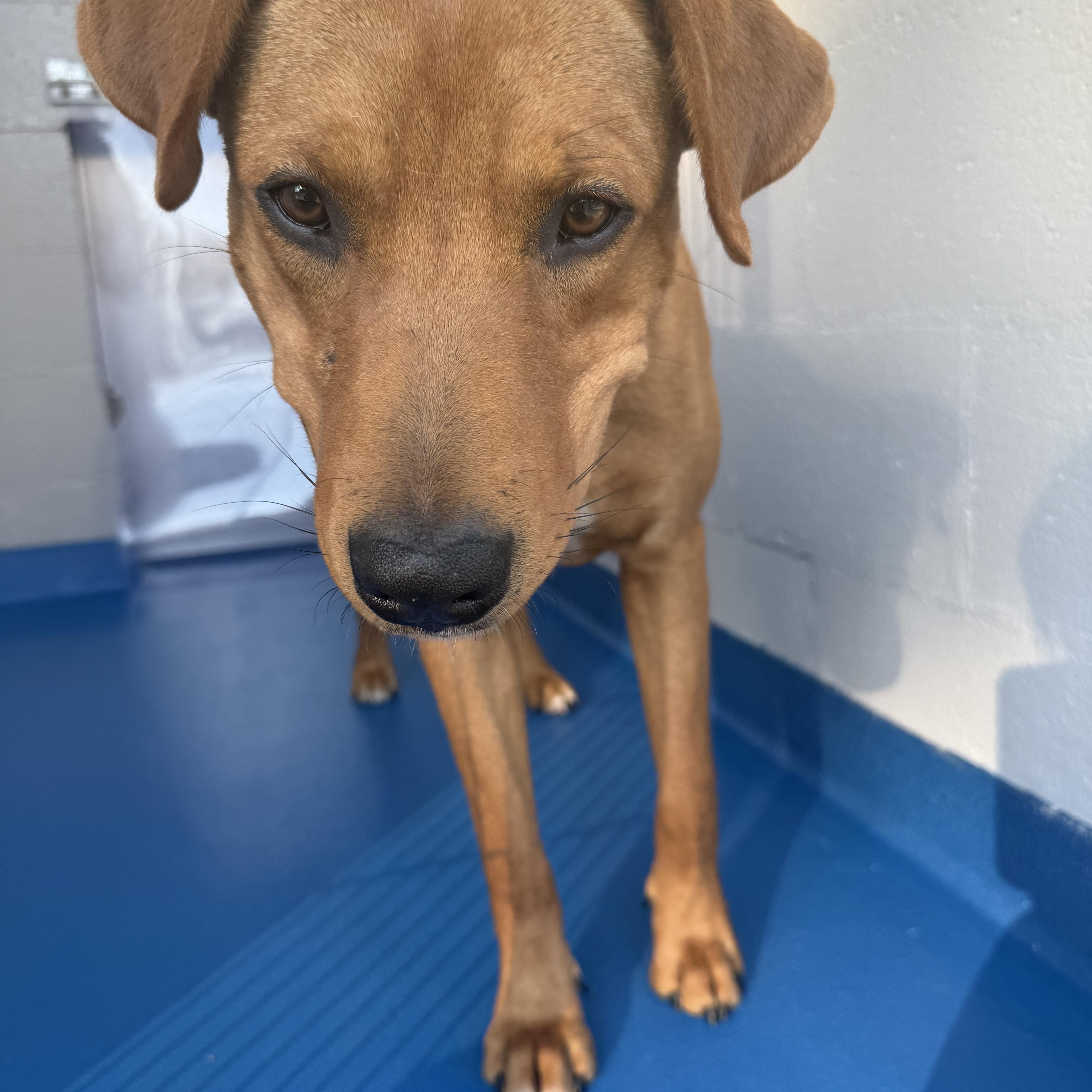 Sting, a Adoptable mixed breed in Lancaster, SC image 4/5