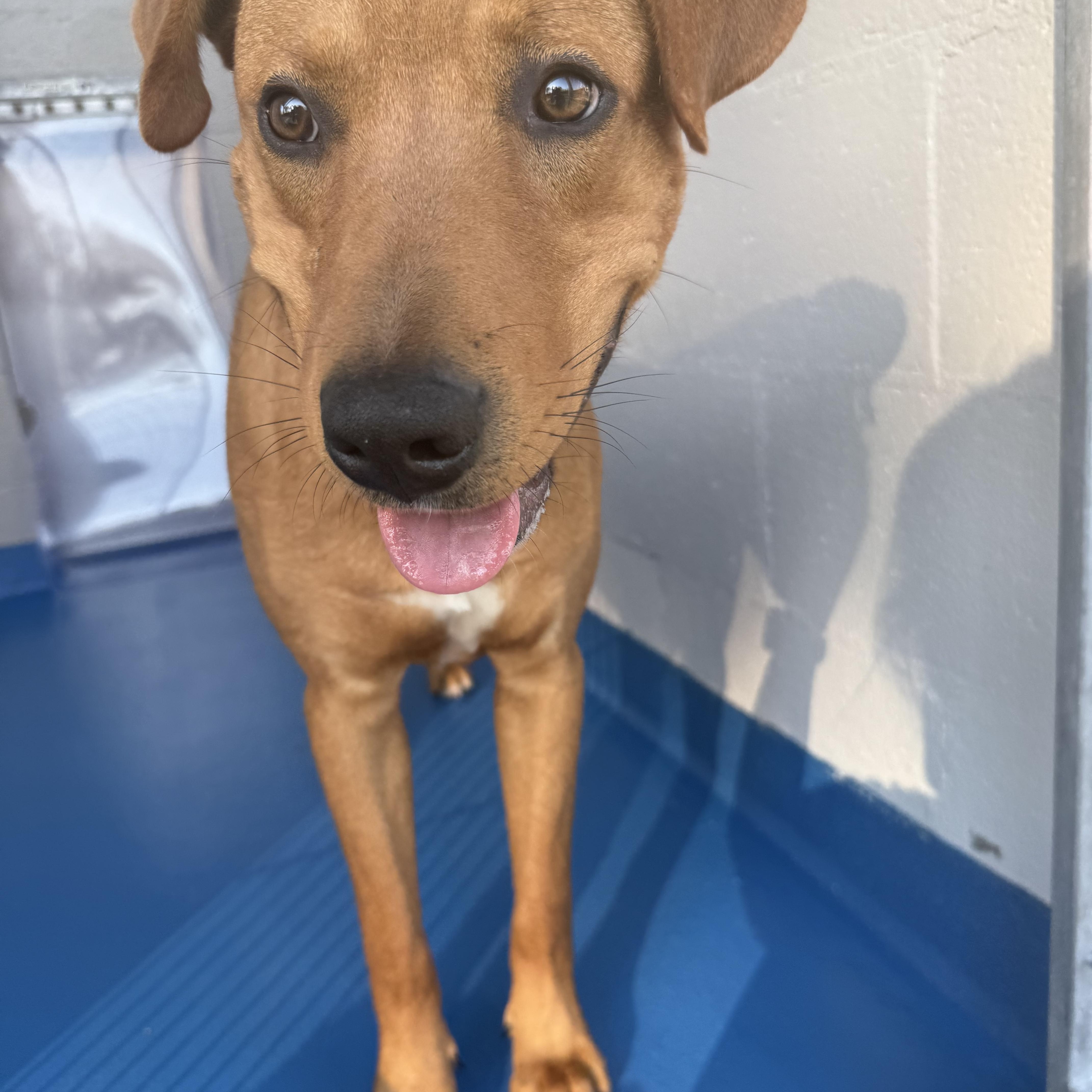 Sting, a Adoptable mixed breed in Lancaster, SC image 5/5