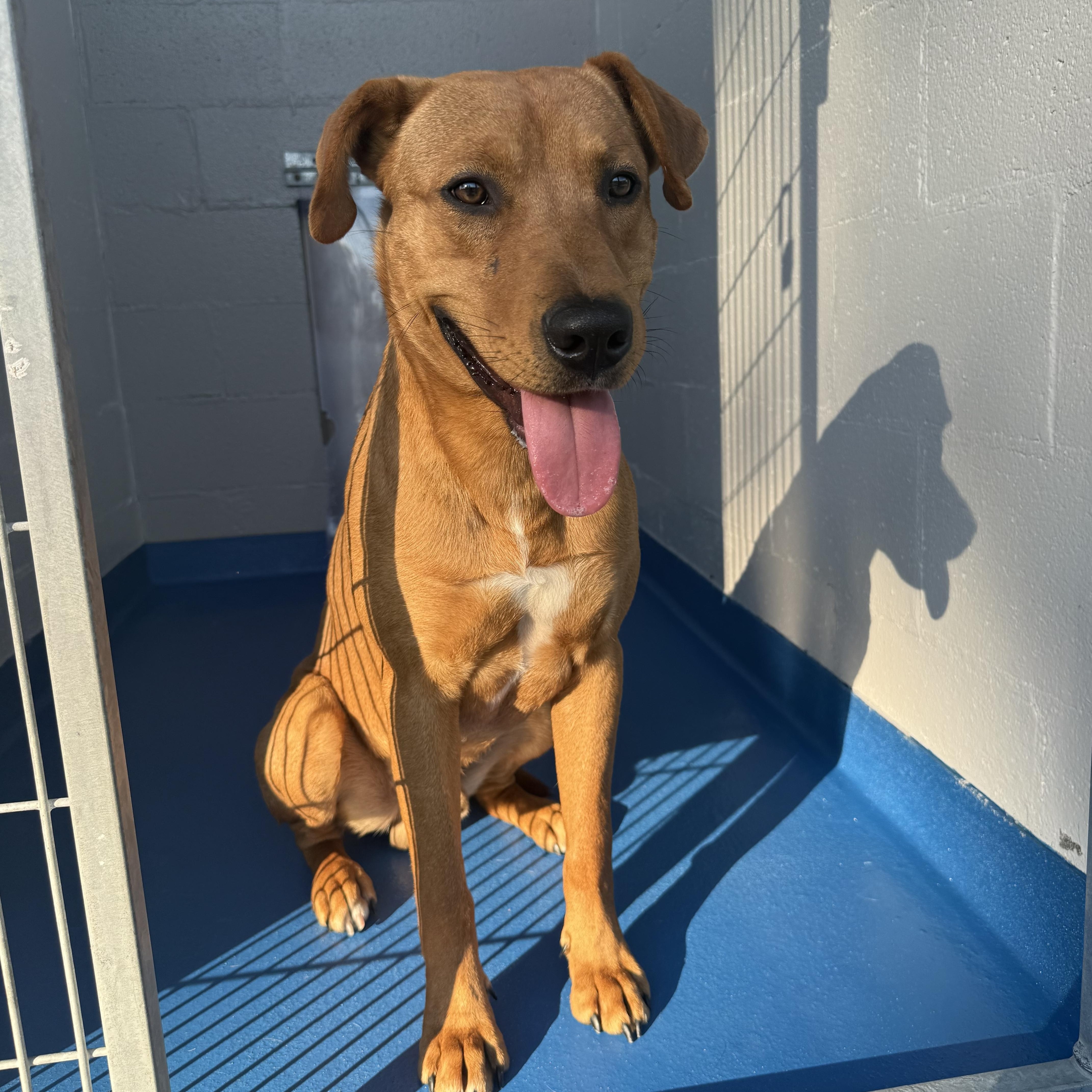 Sting, Adoptable, Adult Male Labrador Retriever.