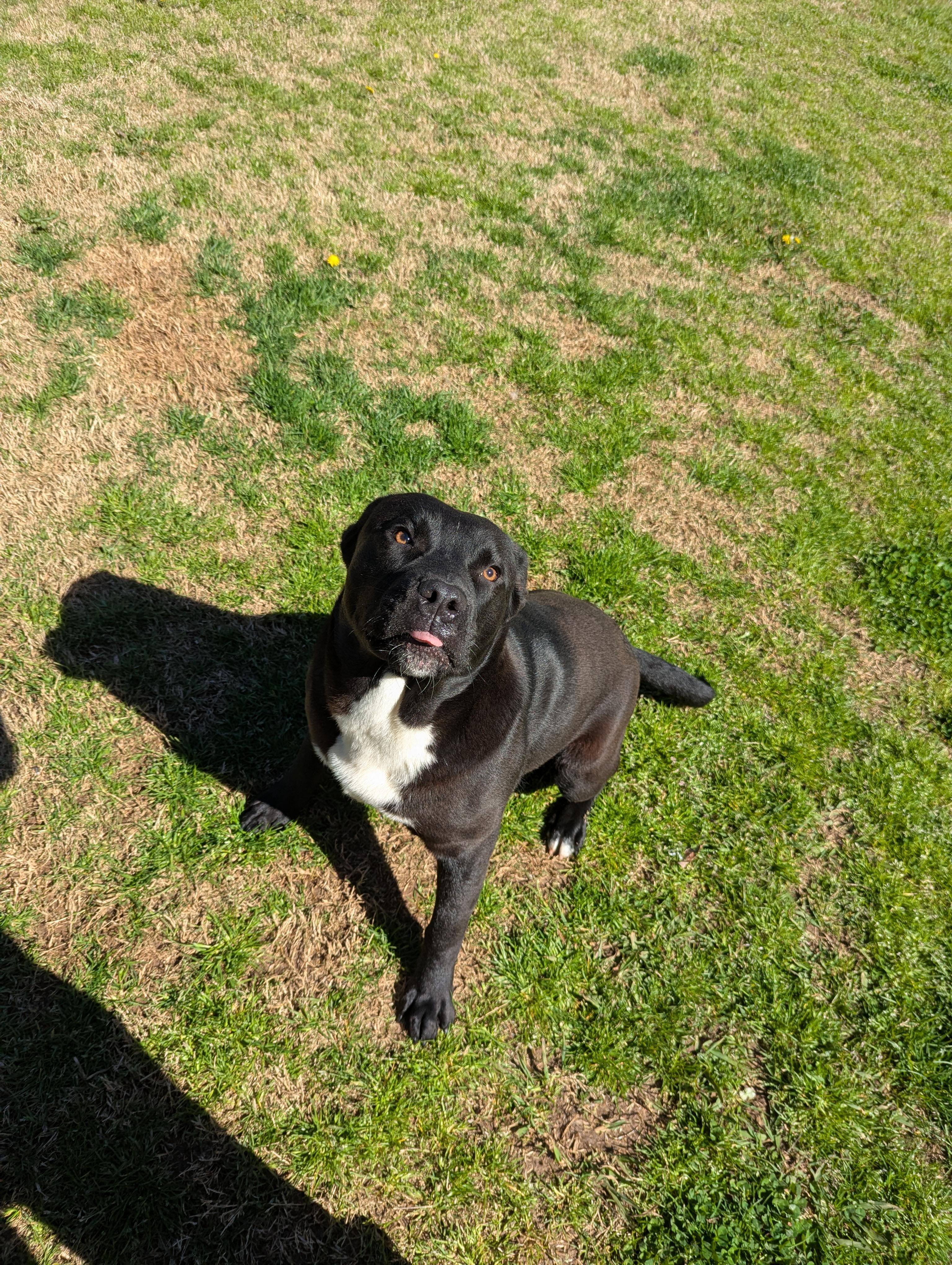 WINSTON, Adoptable, Adult Male Rottweiler & Pit Bull Terrier.