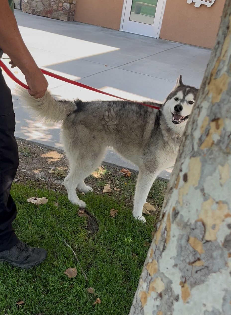Milo the Senior Survivor, a Adoptable Siberian Husky in Lancaster, CA image 3/6