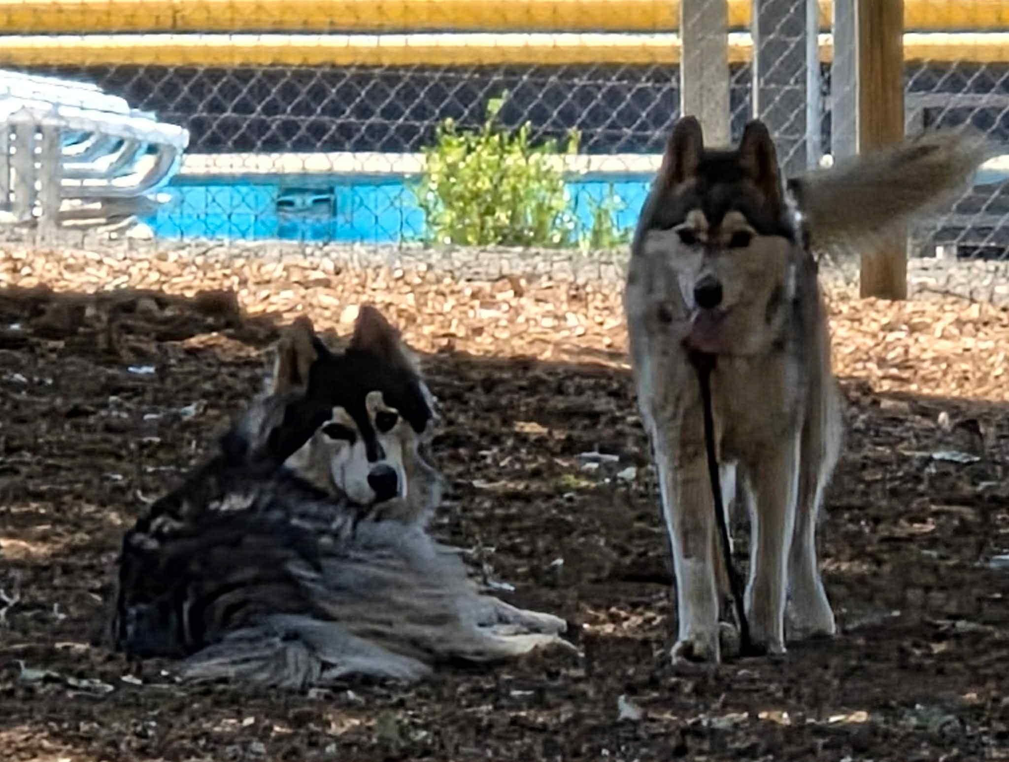 Milo the Senior Survivor, a Adoptable Siberian Husky in Lancaster, CA image 4/6