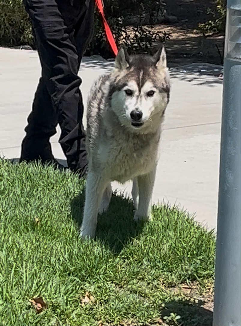 Milo the Senior Survivor, a Adoptable Siberian Husky in Lancaster, CA image 2/6