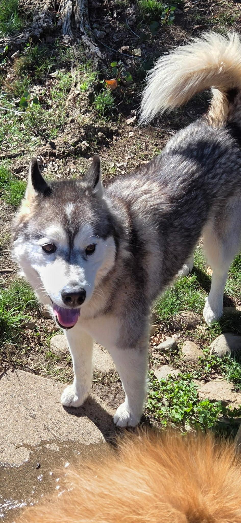 Milo the Senior Survivor, Adoptable, Adult Male Siberian Husky.