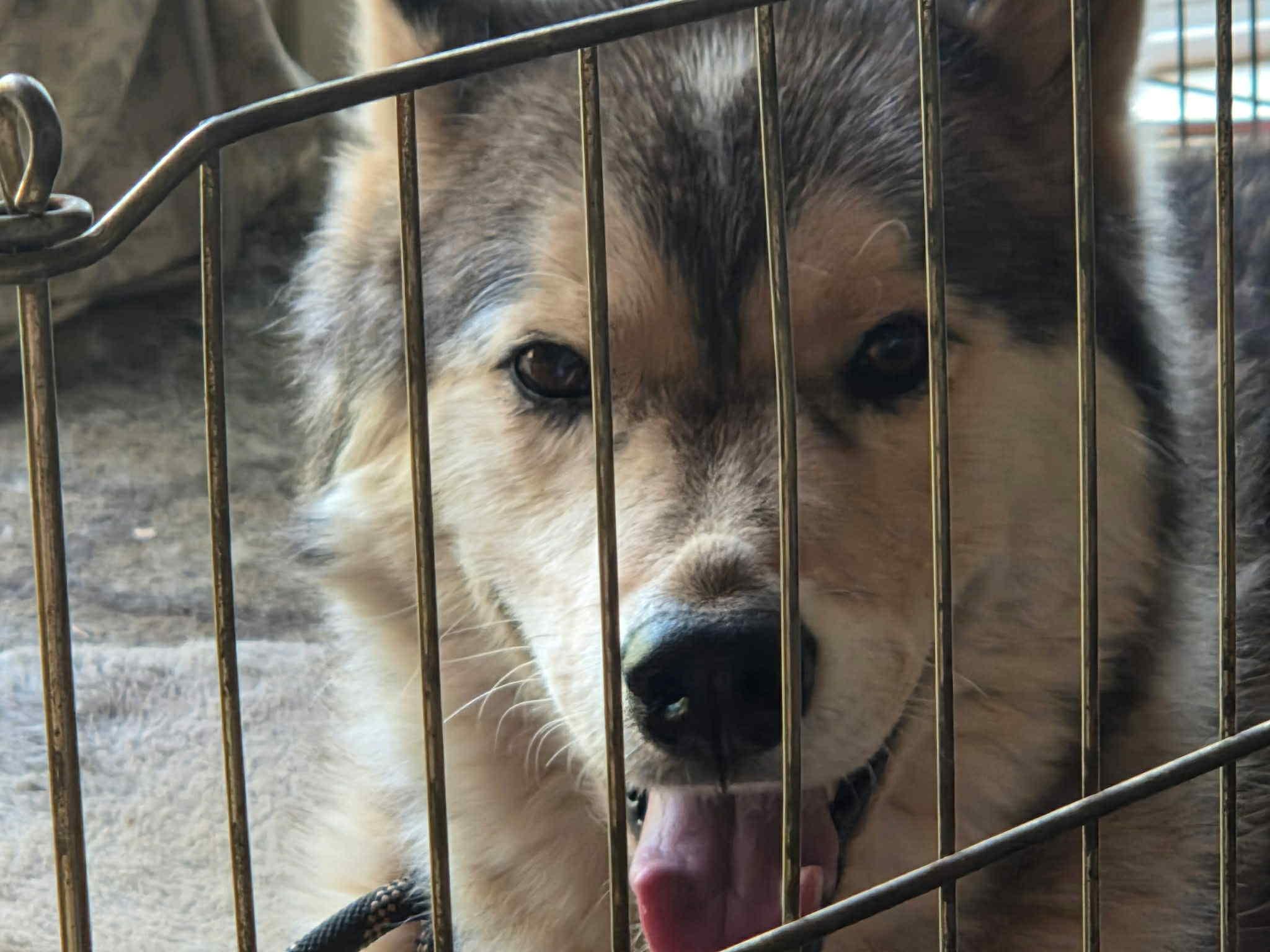 Milo the Senior Survivor, a Adoptable Siberian Husky in Lancaster, CA image 5/6