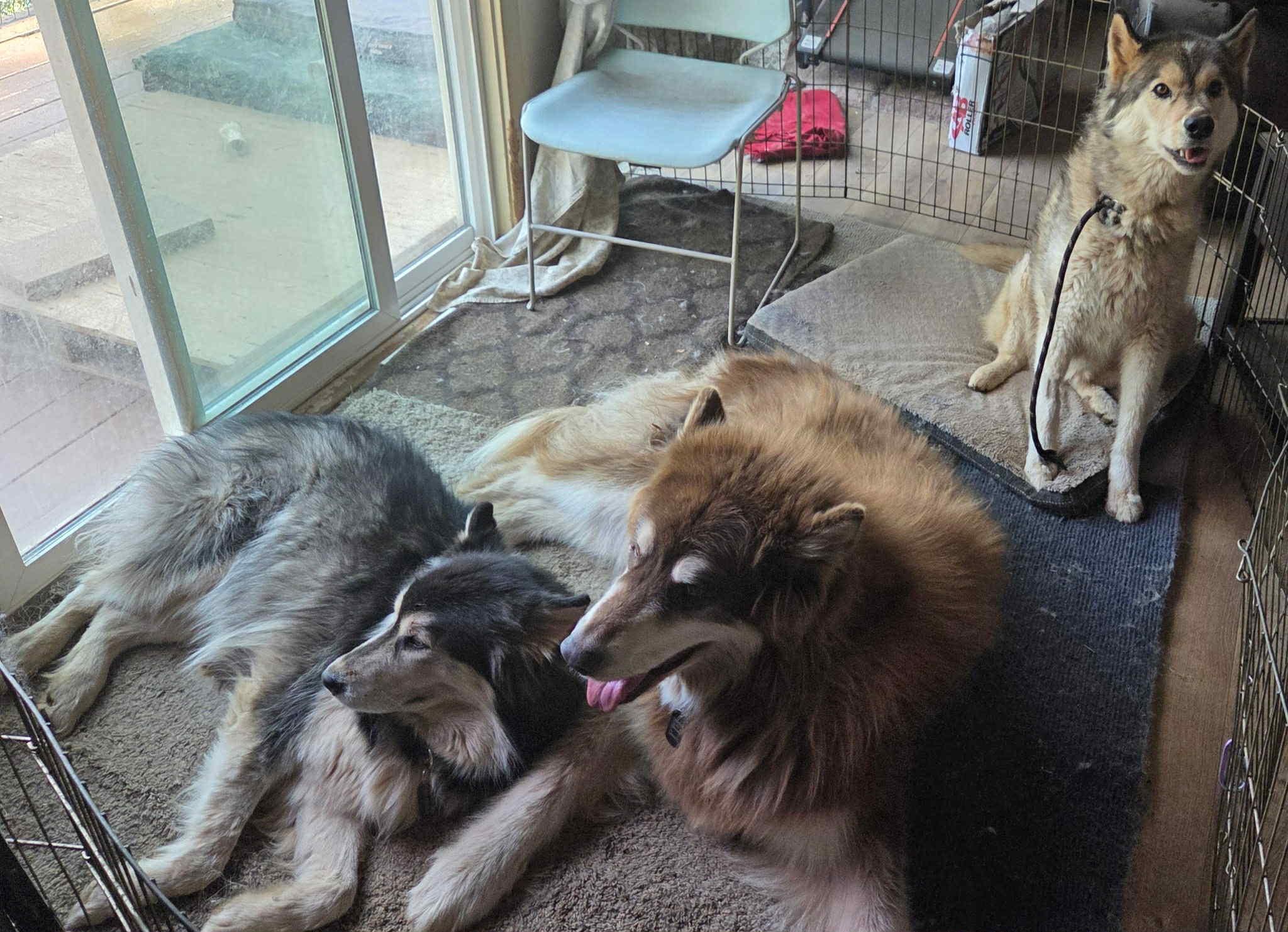 Milo the Senior Survivor, a Adoptable Siberian Husky in Lancaster, CA image 6/6