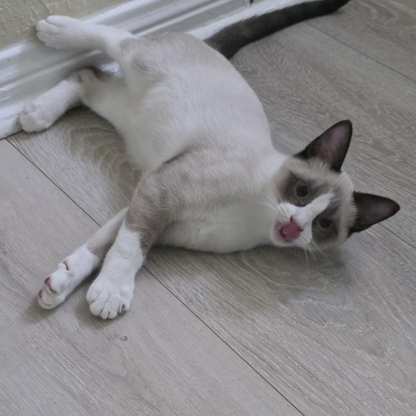 Enlarge Pryce, an adopted American Shorthair in Houston, TX image 2/3