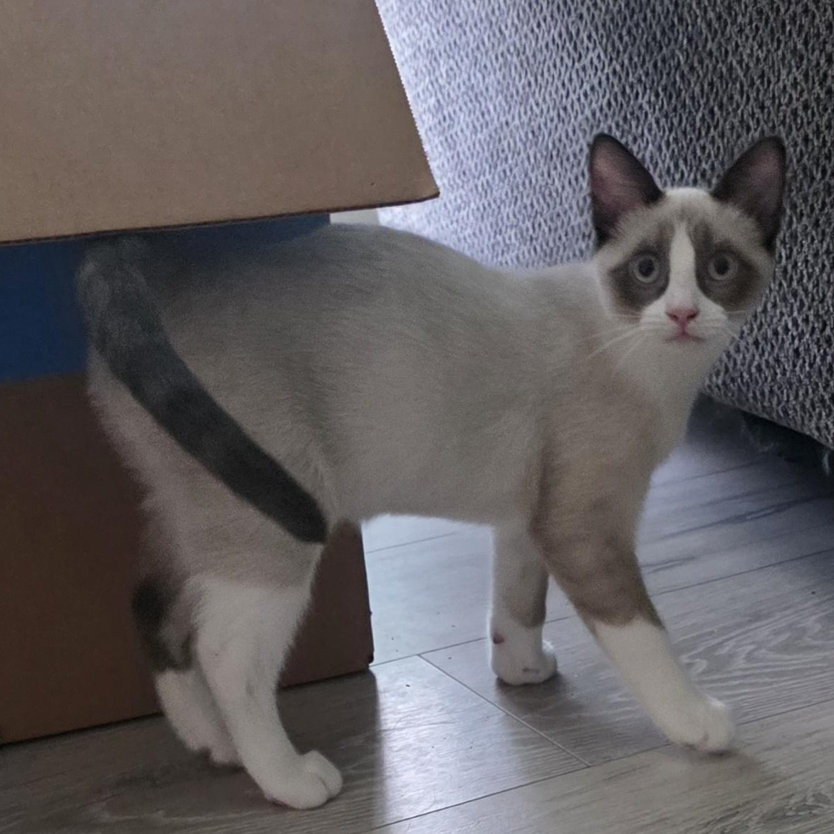 Enlarge Pryce, an adopted American Shorthair in Houston, TX image 3/3