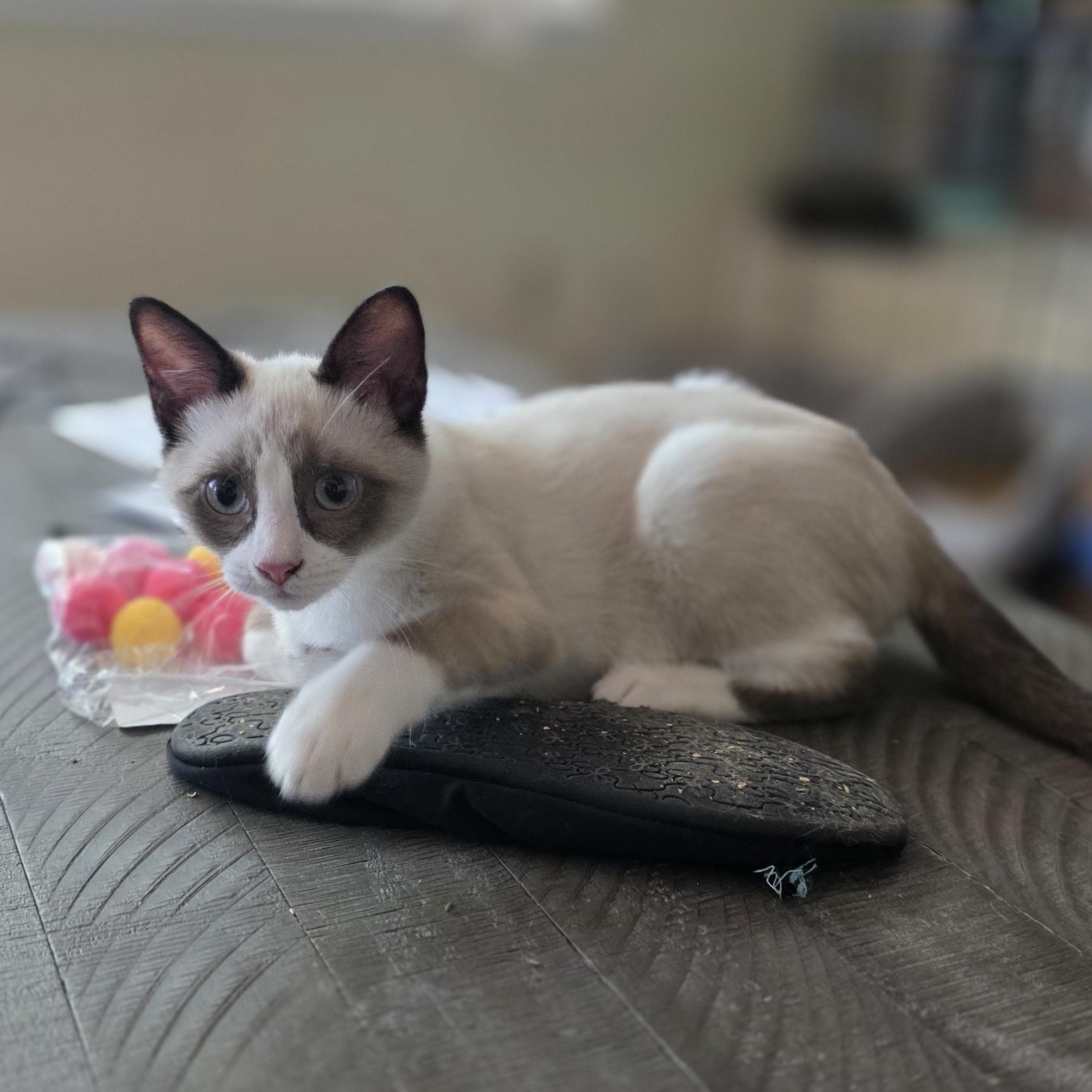 Pryce, adopted, Kitten Male American Shorthair.