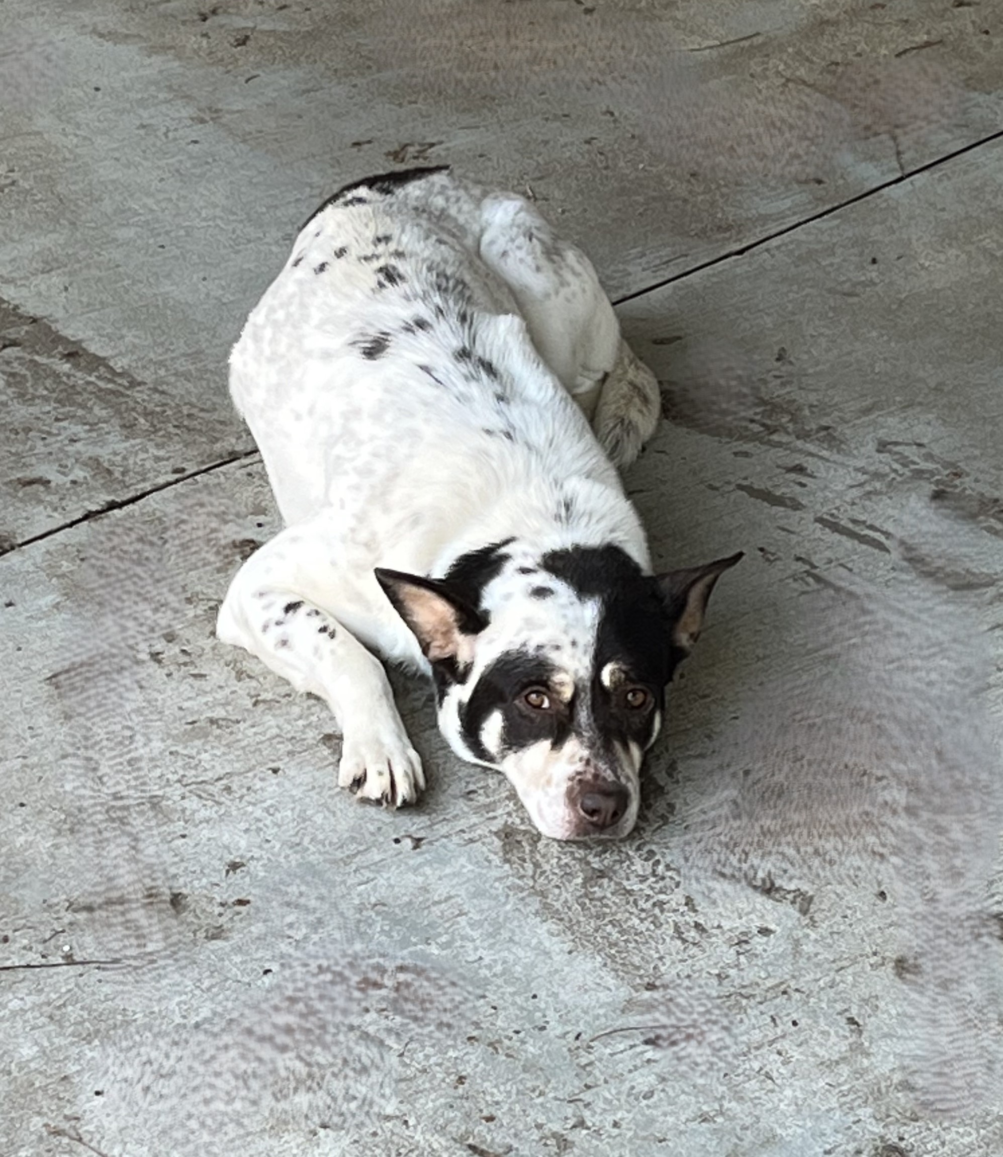 Eileen, a Adoptable Australian Cattle Dog / Blue Heeler in Smyrna, GA image 2/4