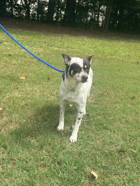 Eileen, a Adoptable Australian Cattle Dog / Blue Heeler in Smyrna, GA image 4/4