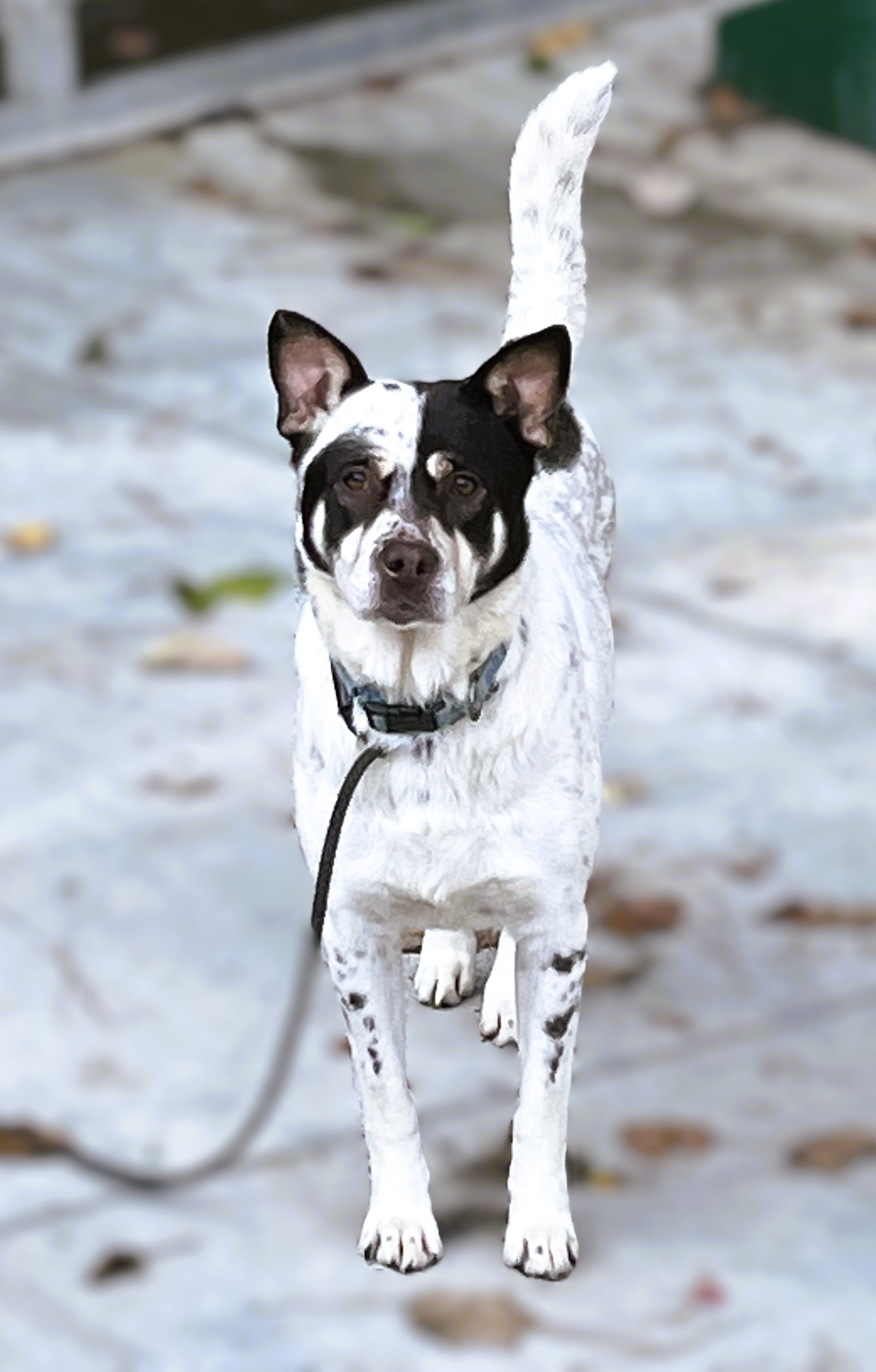Eileen, a Adoptable Australian Cattle Dog / Blue Heeler in Smyrna, GA image 3/4