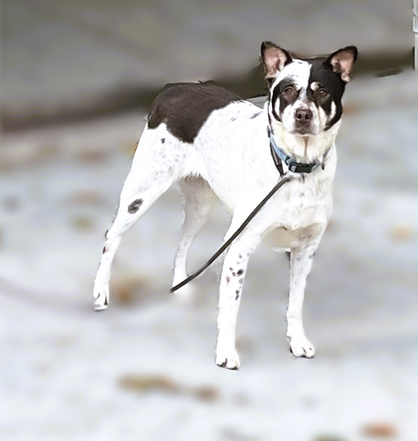 Eileen, a Adoptable Australian Cattle Dog / Blue Heeler in Smyrna, GA image 1/4