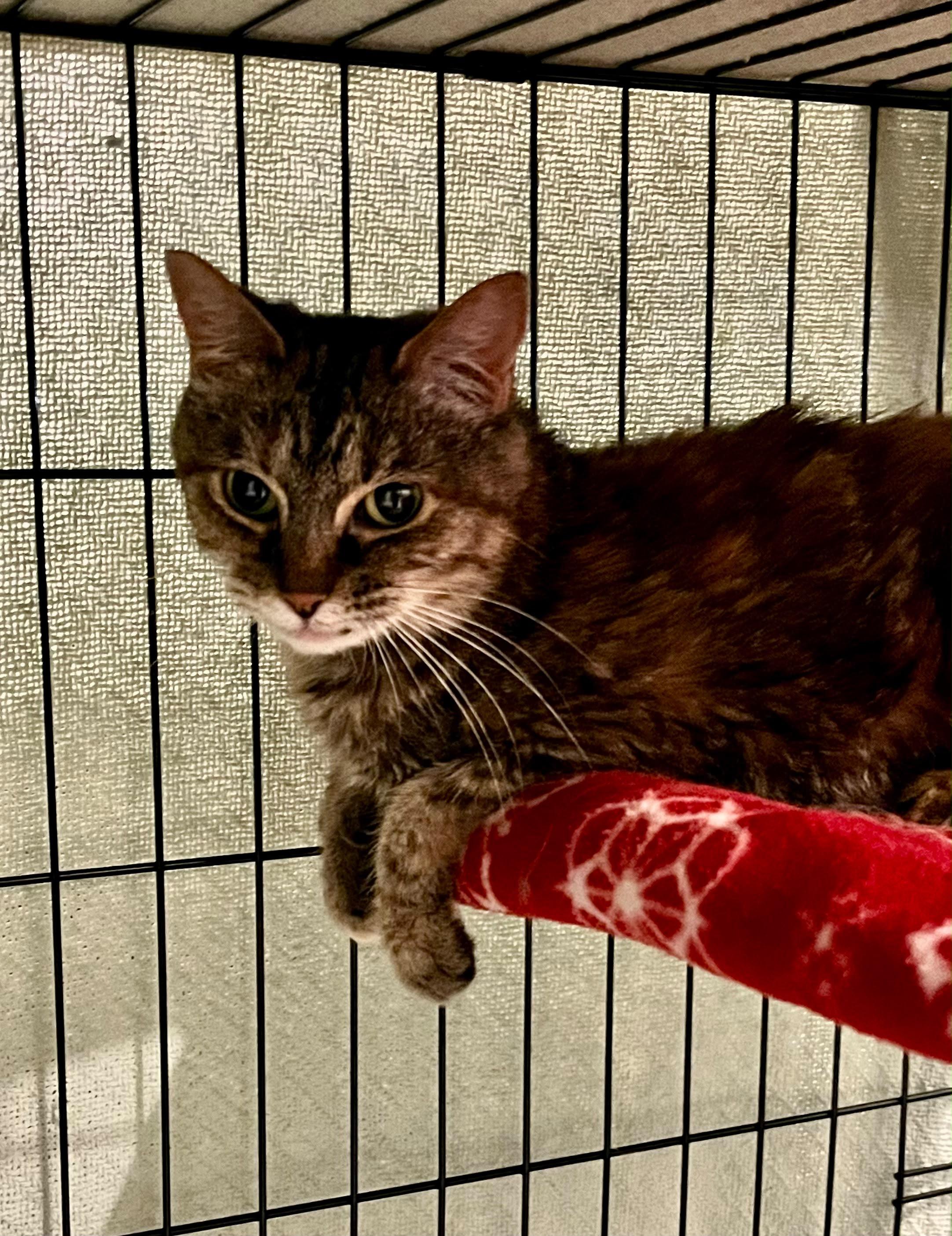 Enlarge Ambyr, a Adoptable Domestic Short Hair in Sanford, NC image 3/3
