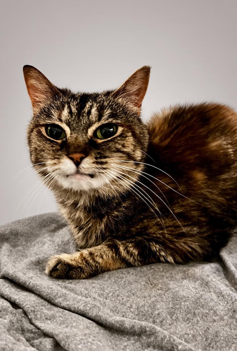 Enlarge Ambyr, a Adoptable Domestic Short Hair in Sanford, NC image 1/3