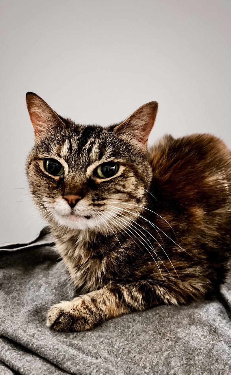 Enlarge Ambyr, a Adoptable Domestic Short Hair in Sanford, NC image 2/3