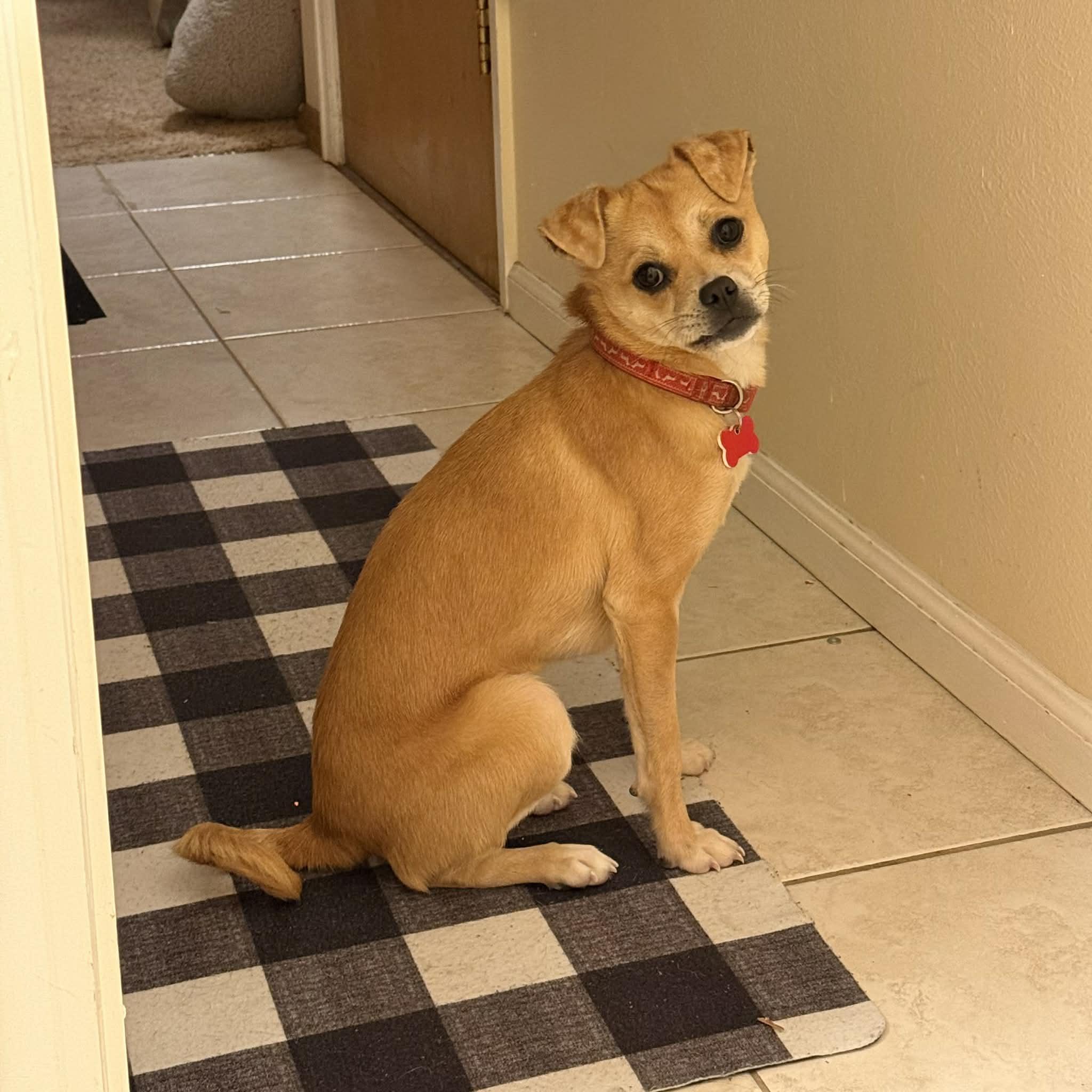 Enlarge Penny, a ADOPTABLE mixed breed in Boulder, CO image 1/6
