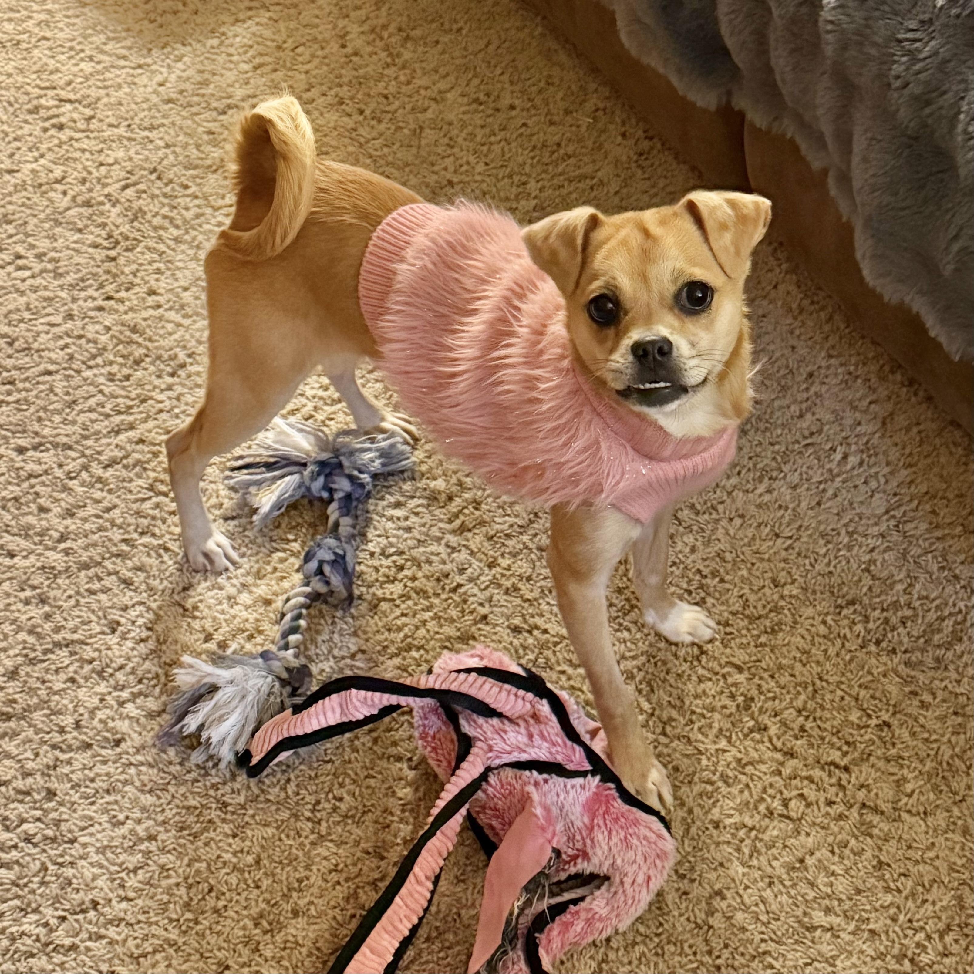 Enlarge Penny, a ADOPTABLE mixed breed in Boulder, CO image 2/6