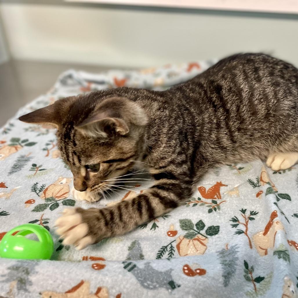 Salem, Adoptable, Young Male Domestic Short Hair.