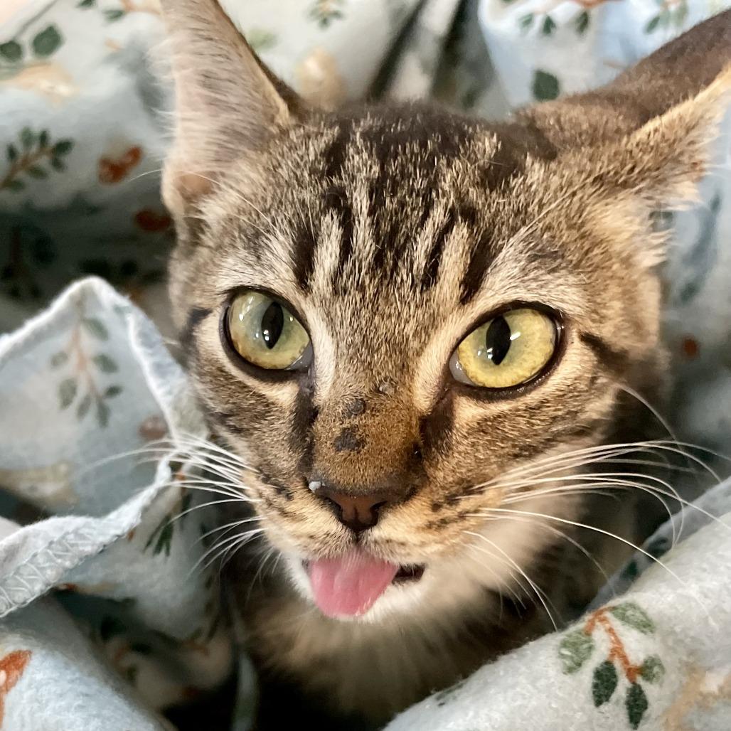 Salem, a Adoptable Domestic Short Hair in Freeport, FL image 3/6