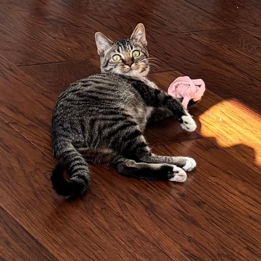 Salem, Adoptable, Young Male Domestic Short Hair.