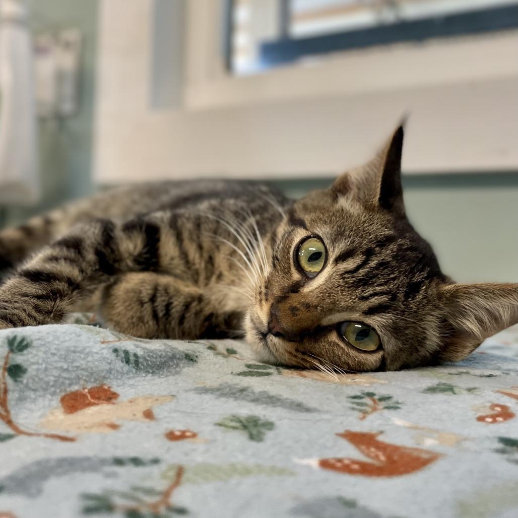 Salem, a Adoptable Domestic Short Hair in Freeport, FL image 4/6