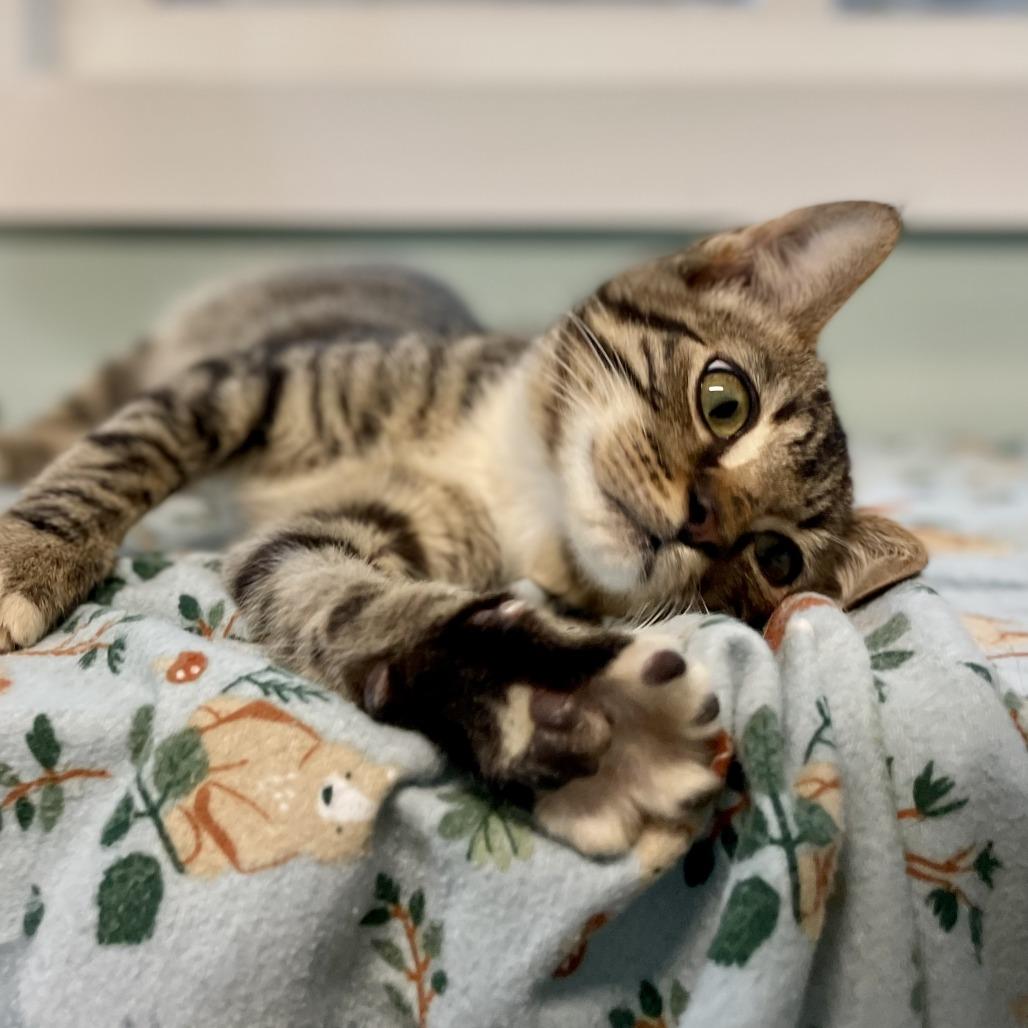 Enlarge Salem, a Adoptable Domestic Short Hair in Freeport, FL image 5/6