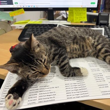 Salem, a Adoptable Domestic Short Hair in Freeport, FL image 6/6