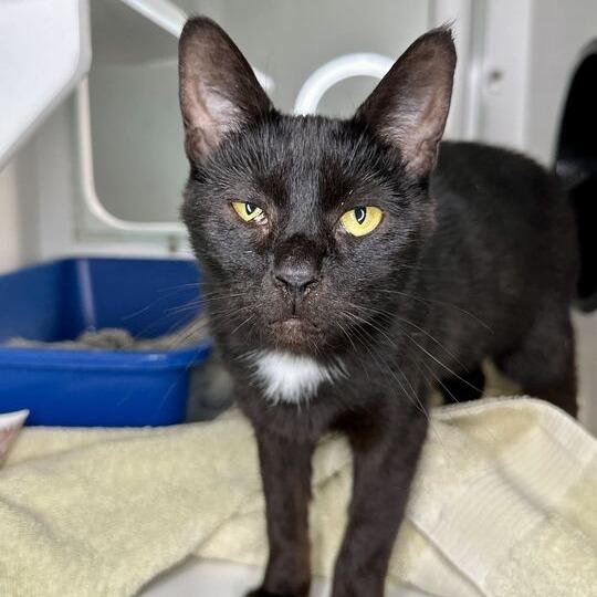 Nurse Joy, a Adoptable Domestic Short Hair in Matteson, IL image 1/4