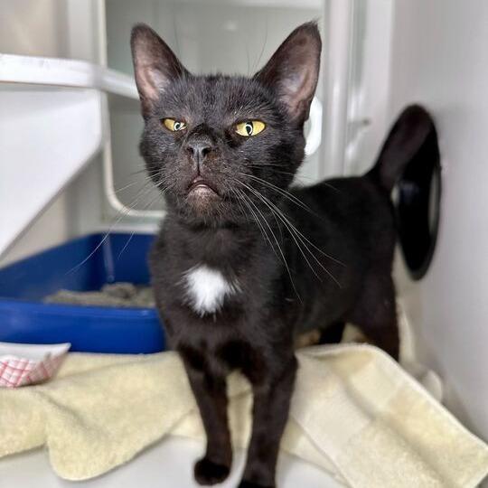 Nurse Joy, a Adoptable Domestic Short Hair in Matteson, IL image 2/4