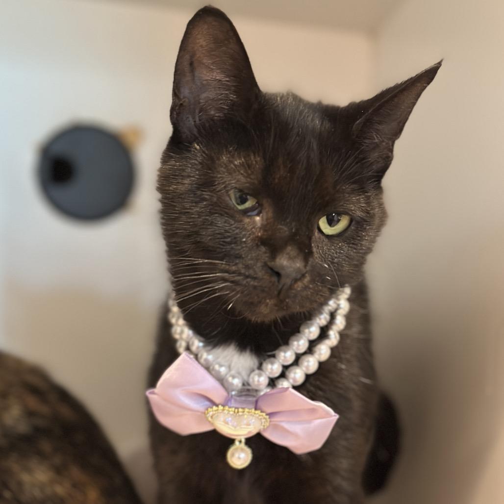 Nurse Joy, a Adoptable Domestic Short Hair in Matteson, IL image 3/4