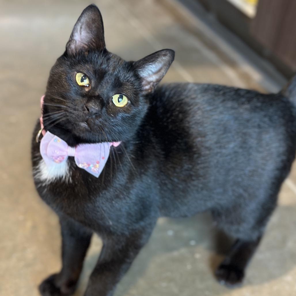 Nurse Joy, a Adoptable Domestic Short Hair in Matteson, IL image 4/6