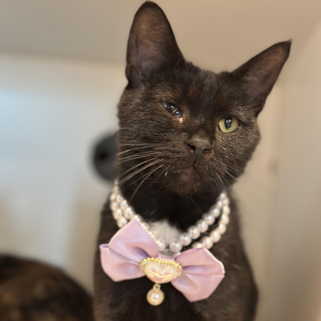 Nurse Joy, a Adoptable Domestic Short Hair in Matteson, IL image 4/4