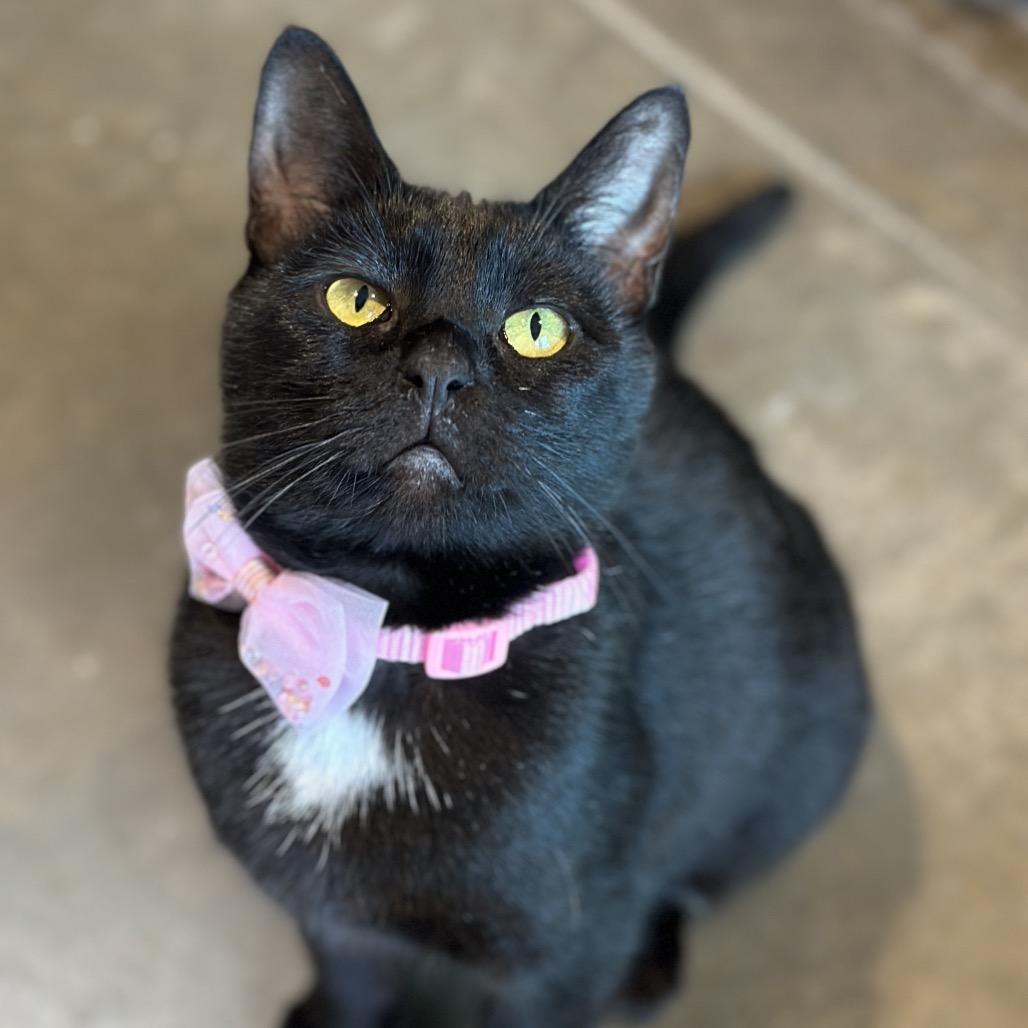 Nurse Joy, a Adoptable Domestic Short Hair in Matteson, IL image 6/6