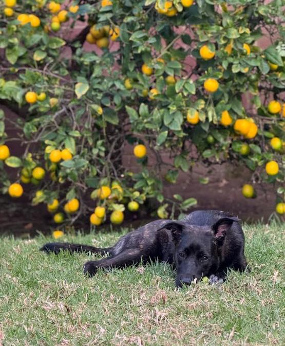 Enlarge Star, an adopted mixed breed in Santa Barbara, CA image 1/6