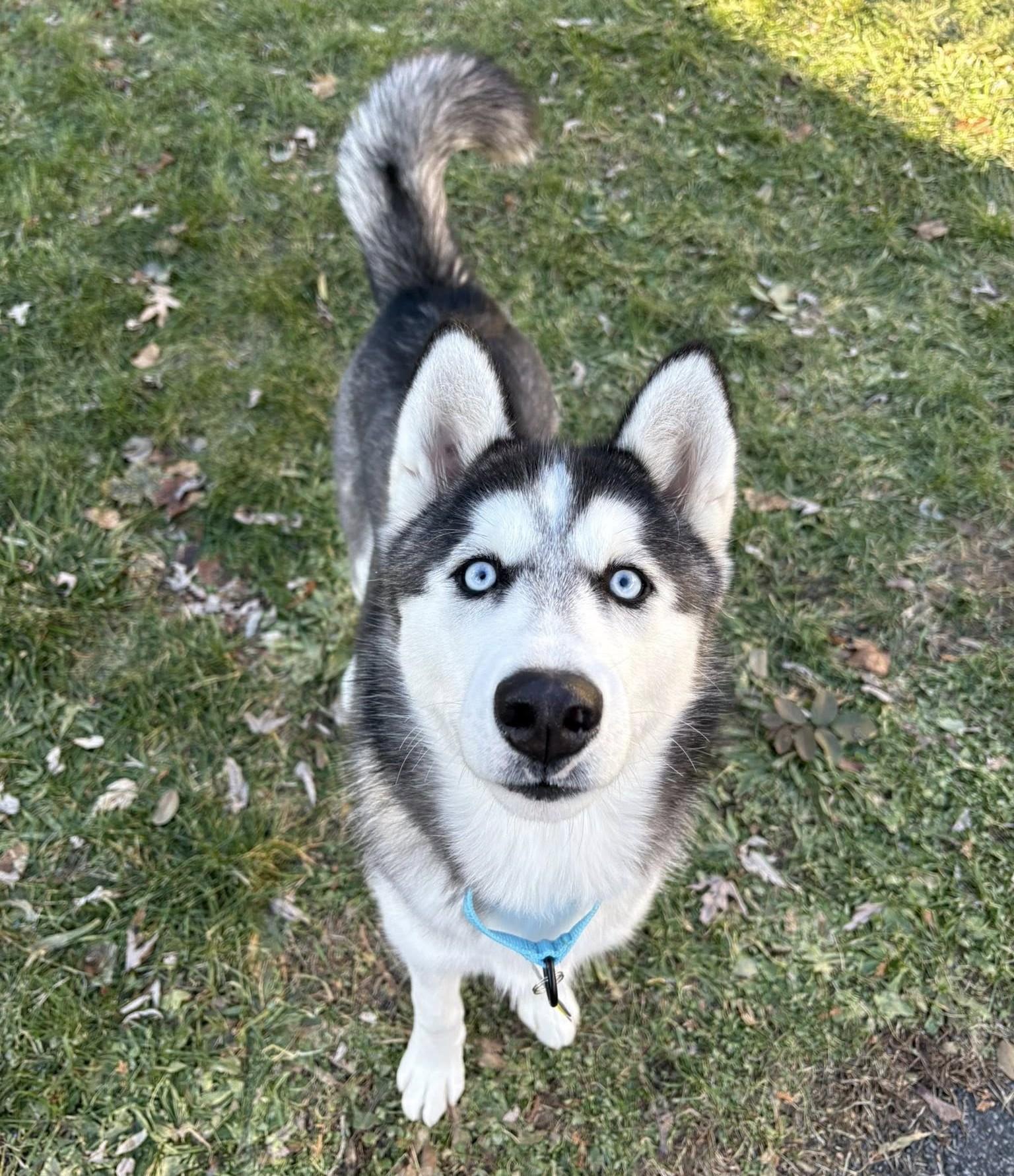 Hachi, Adoptable, Young Male Husky.
