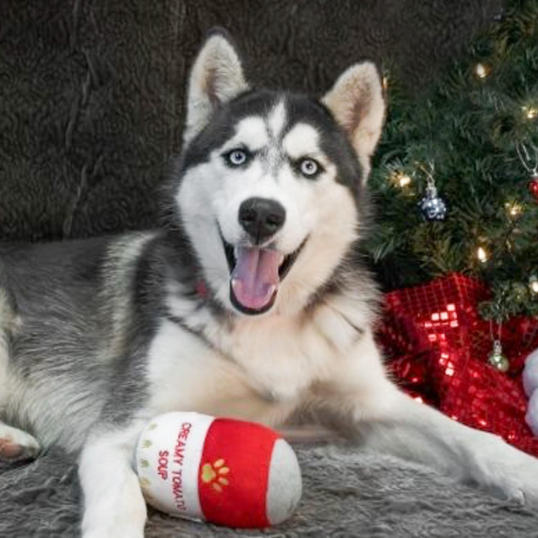 Enlarge Hachi, a Adoptable mixed breed in Albany, NY image 2/6