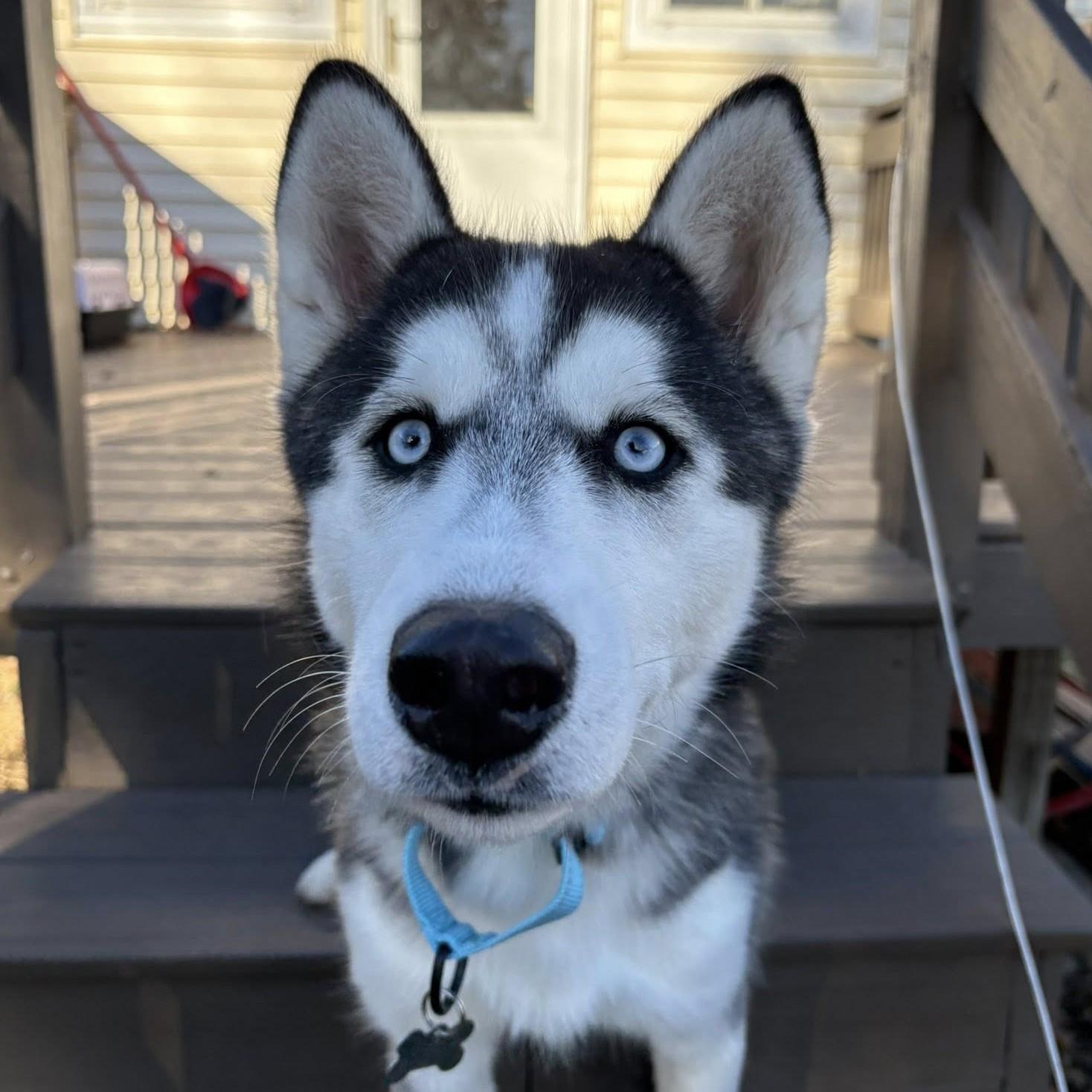 Enlarge Hachi, a Adoptable mixed breed in Albany, NY image 6/6
