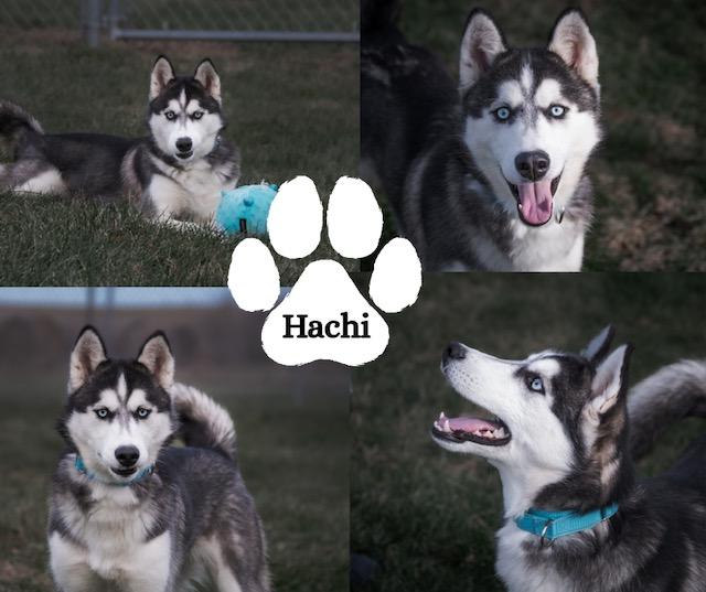Enlarge Hachi, a Adoptable mixed breed in Albany, NY image 4/6