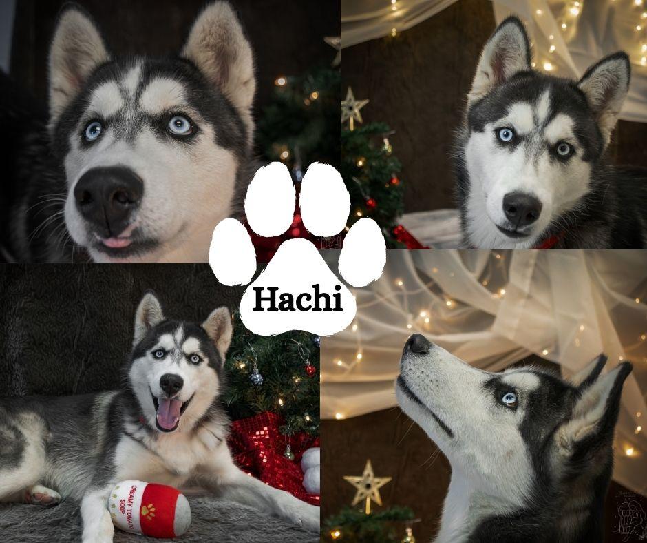 Hachi thumbnail 5
