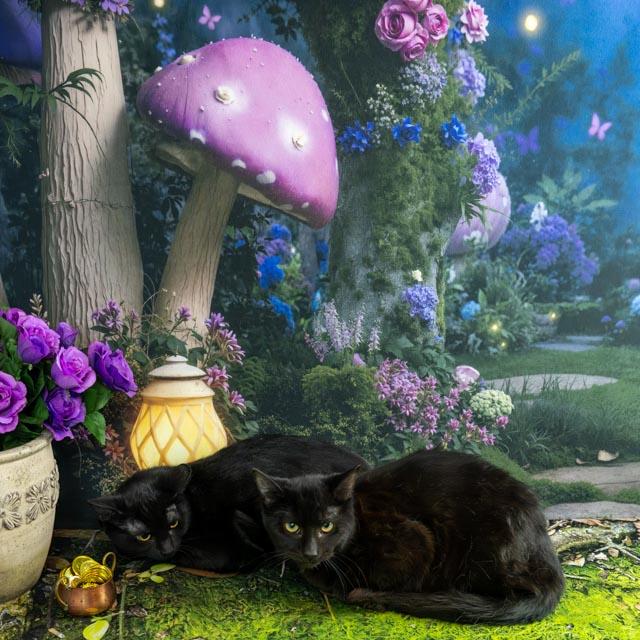 Enlarge Teagan, a ADOPTABLE Domestic Short Hair in Lapeer, MI image 2/4