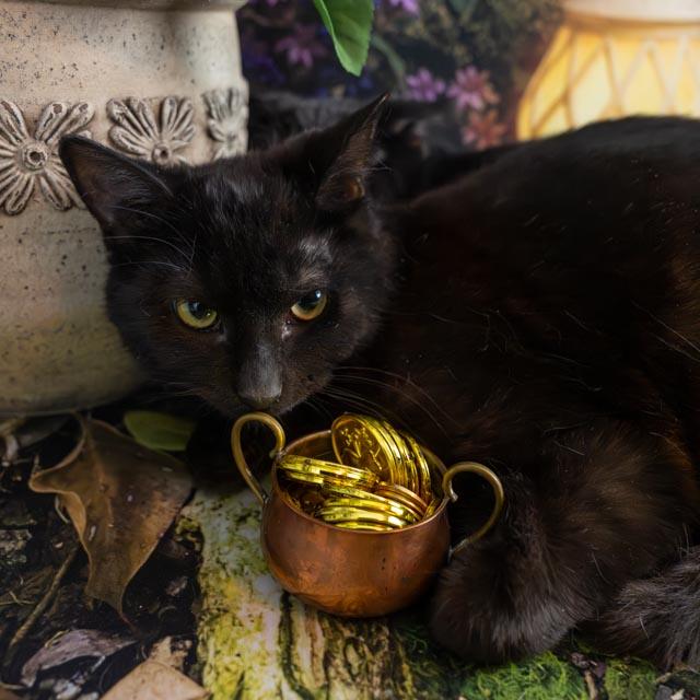 Enlarge Teagan, a ADOPTABLE Domestic Short Hair in Lapeer, MI image 1/4