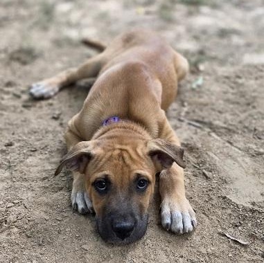 Enlarge Bud, an adopted mixed breed in Nashville, TN image 4/6