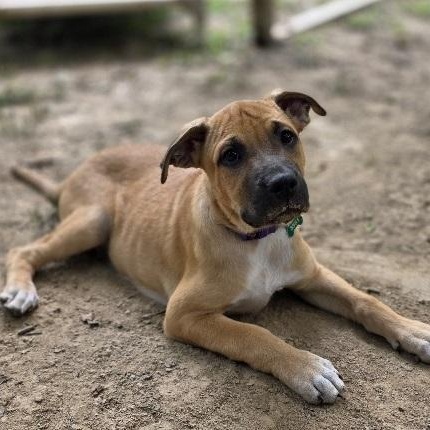 Enlarge Bud, an adopted mixed breed in Nashville, TN image 1/6