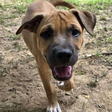 Enlarge Bud, an adopted mixed breed in Nashville, TN image 5/6
