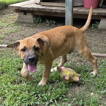 Enlarge Bud, an adopted mixed breed in Nashville, TN image 2/6